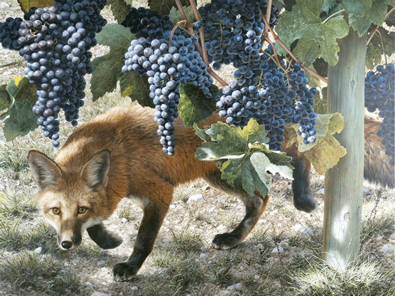 Fox under Grapevines