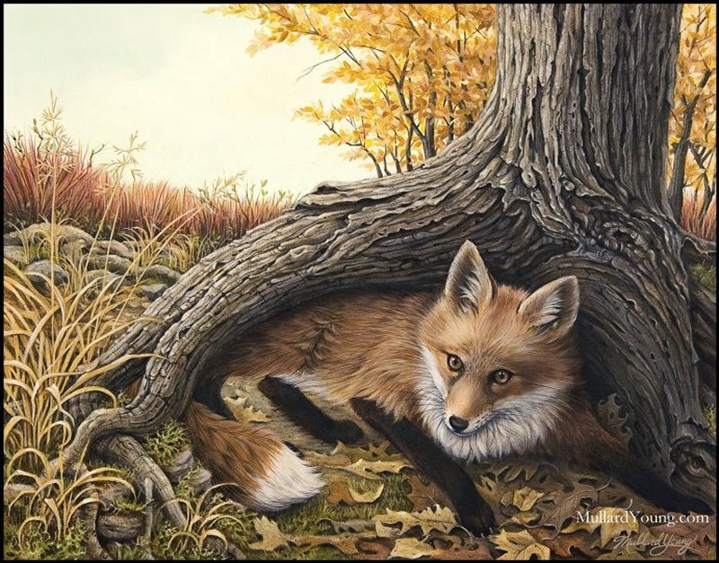 Fox under Tree