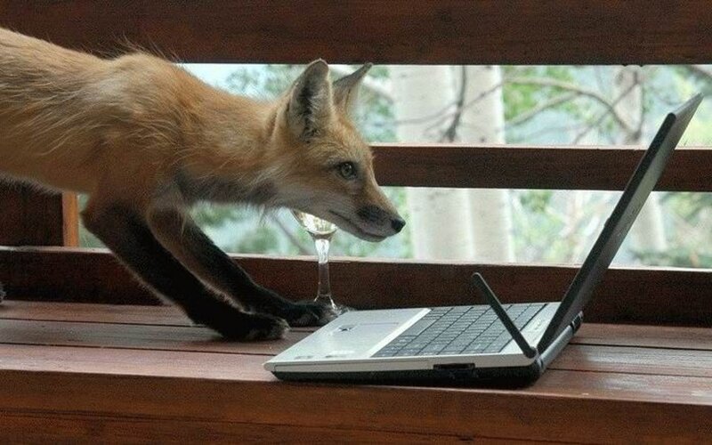 fox using laptop computer