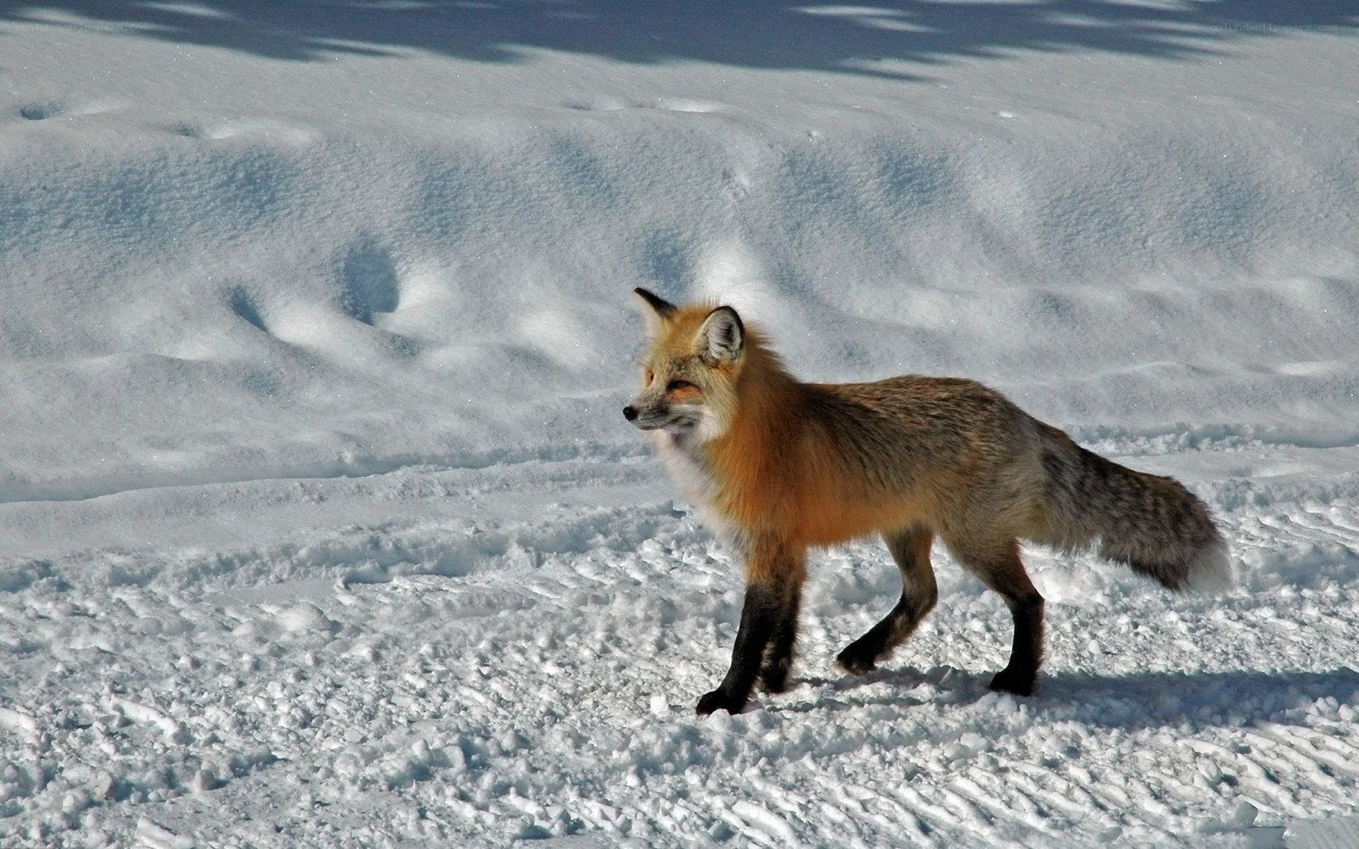 Fox walking in the snow