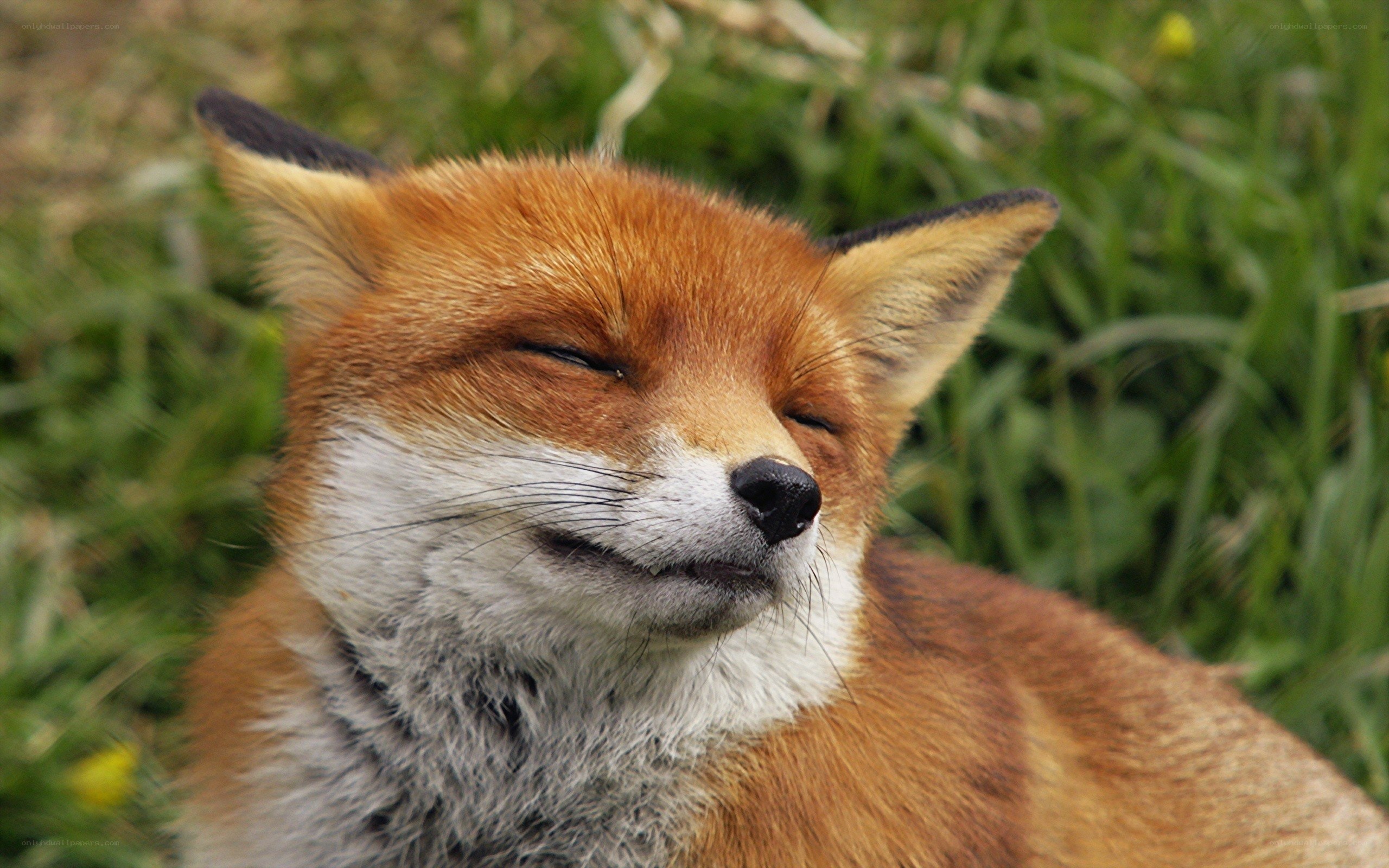 fox with closed eyes