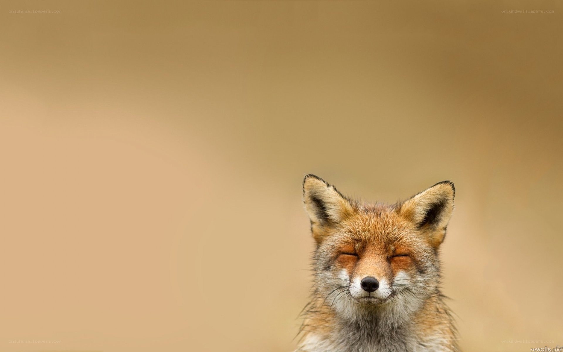 fox with closed eyes