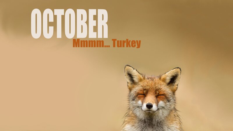 Fox with Closed Eyes — Brown, Calm, Autumn