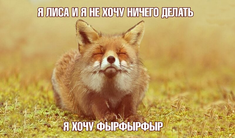 Fox with Closed Eyes — Brown, Peaceful