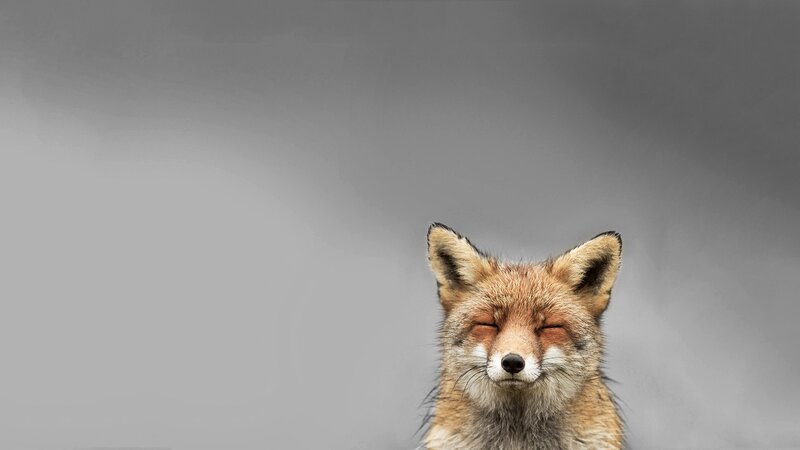 Fox with Closed Eyes — Gray