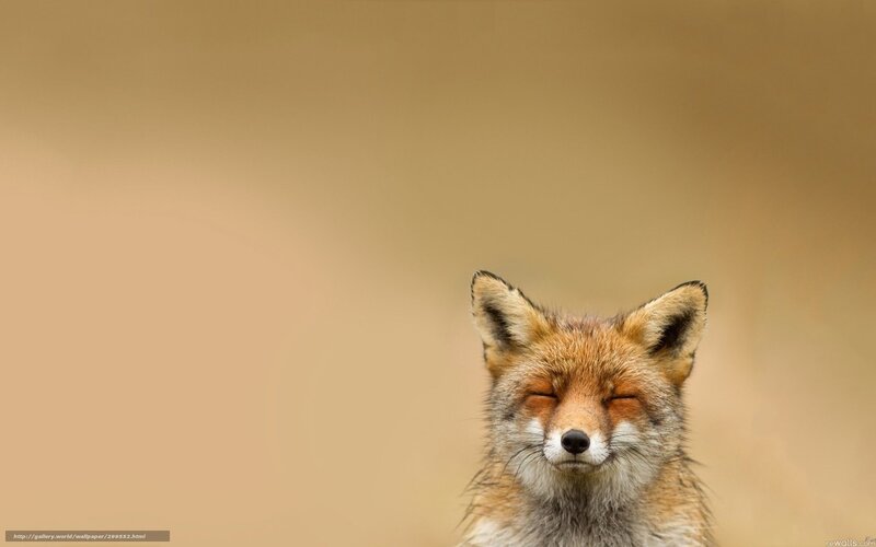 fox with closed eyes