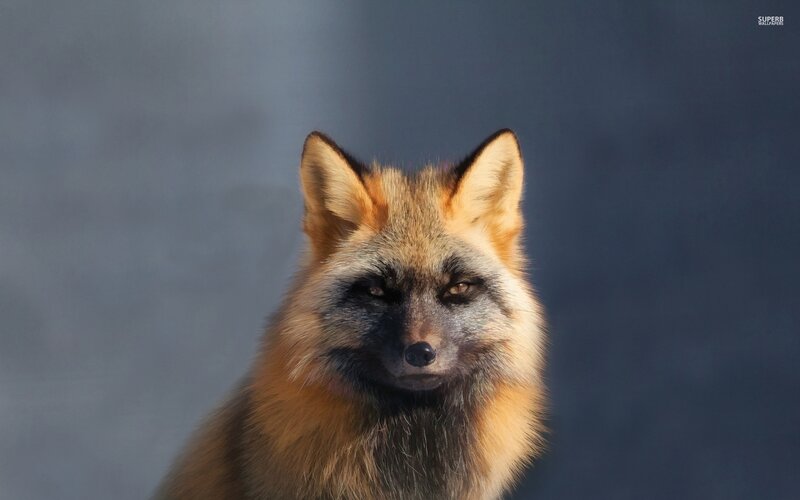 Fox with Dark Face