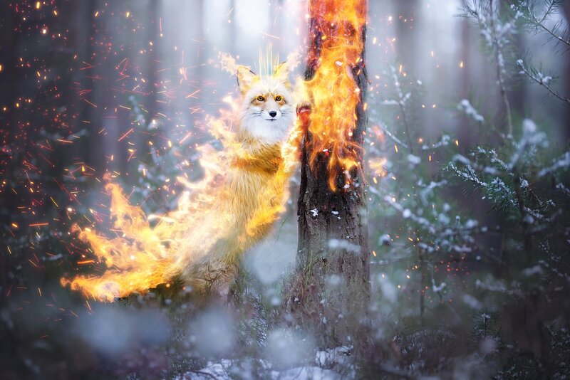 Fox with Flames