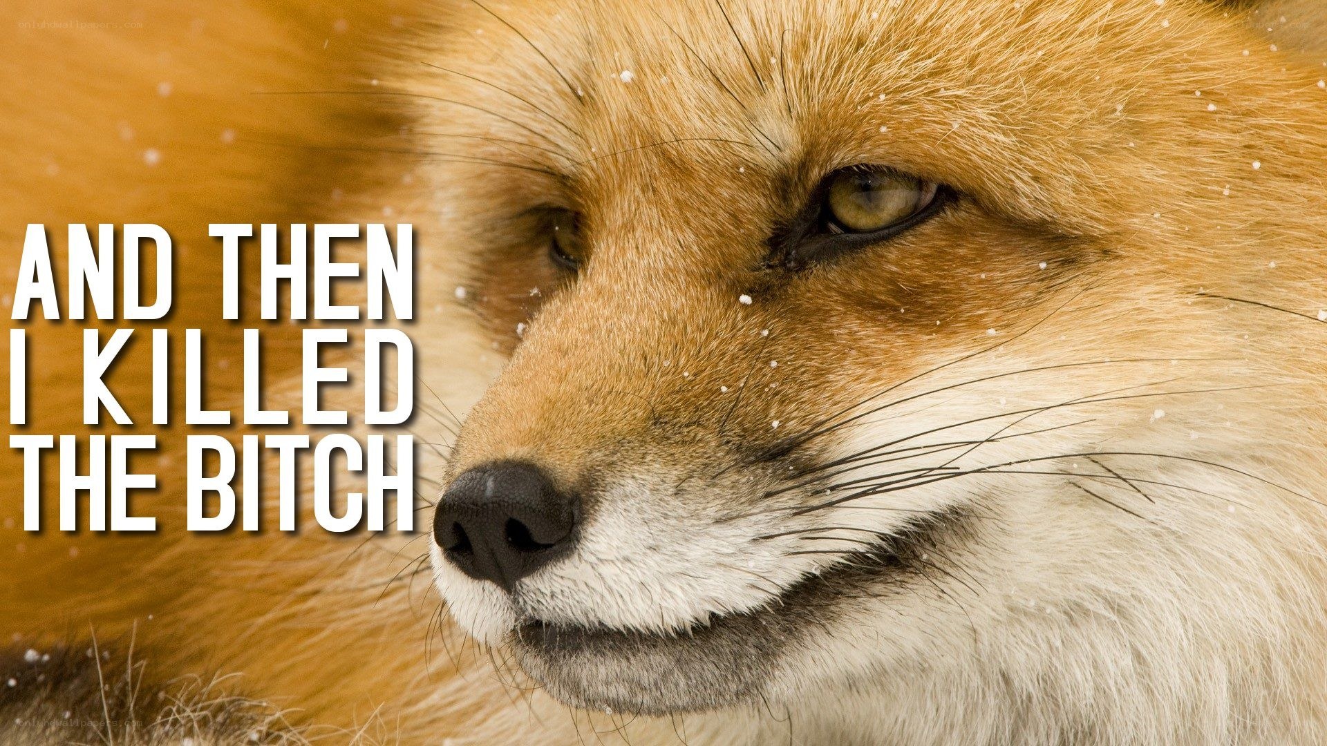 fox with text overlay