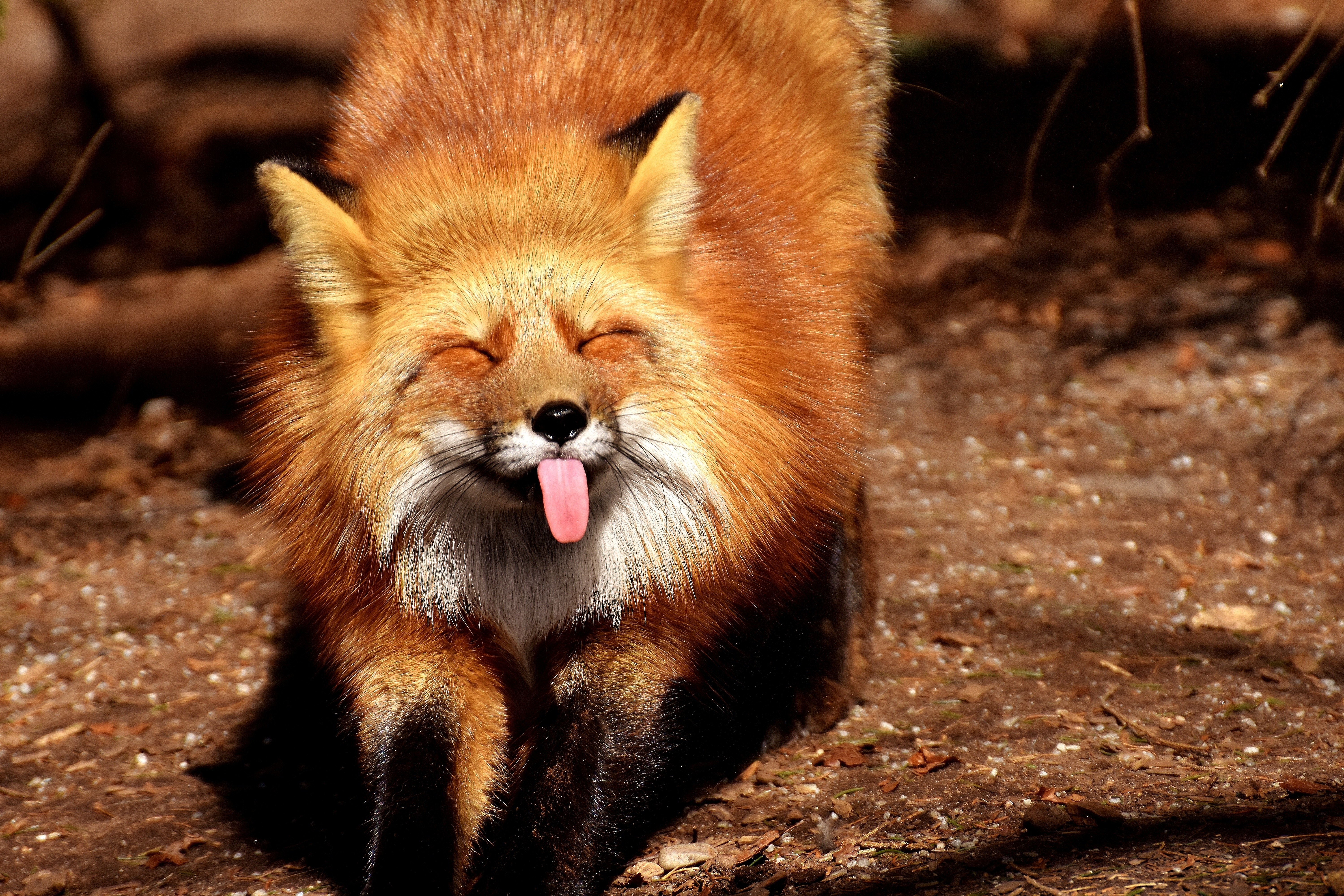 fox with tongue out