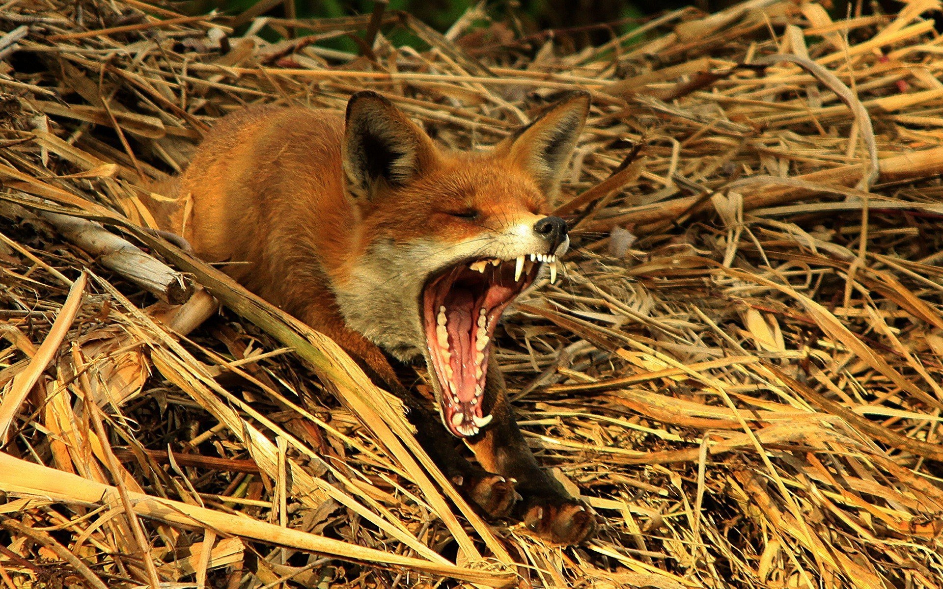 Fox yawning in dry grass