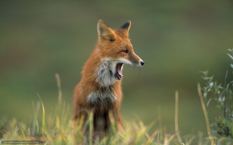 Fox yawning in grass