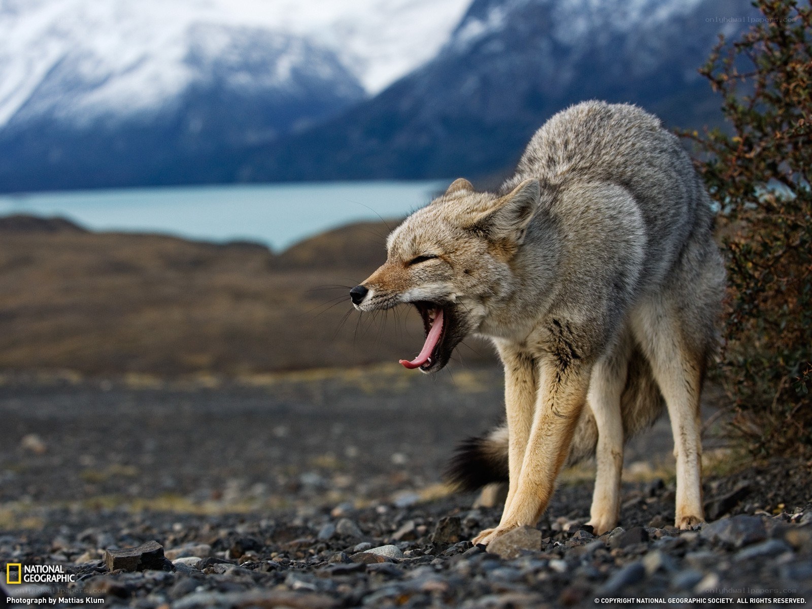 Fox yawning in mountain landscape