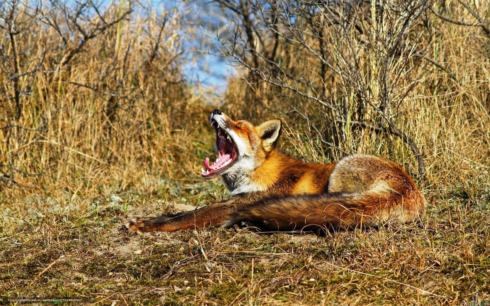 Fox yawning in the grass