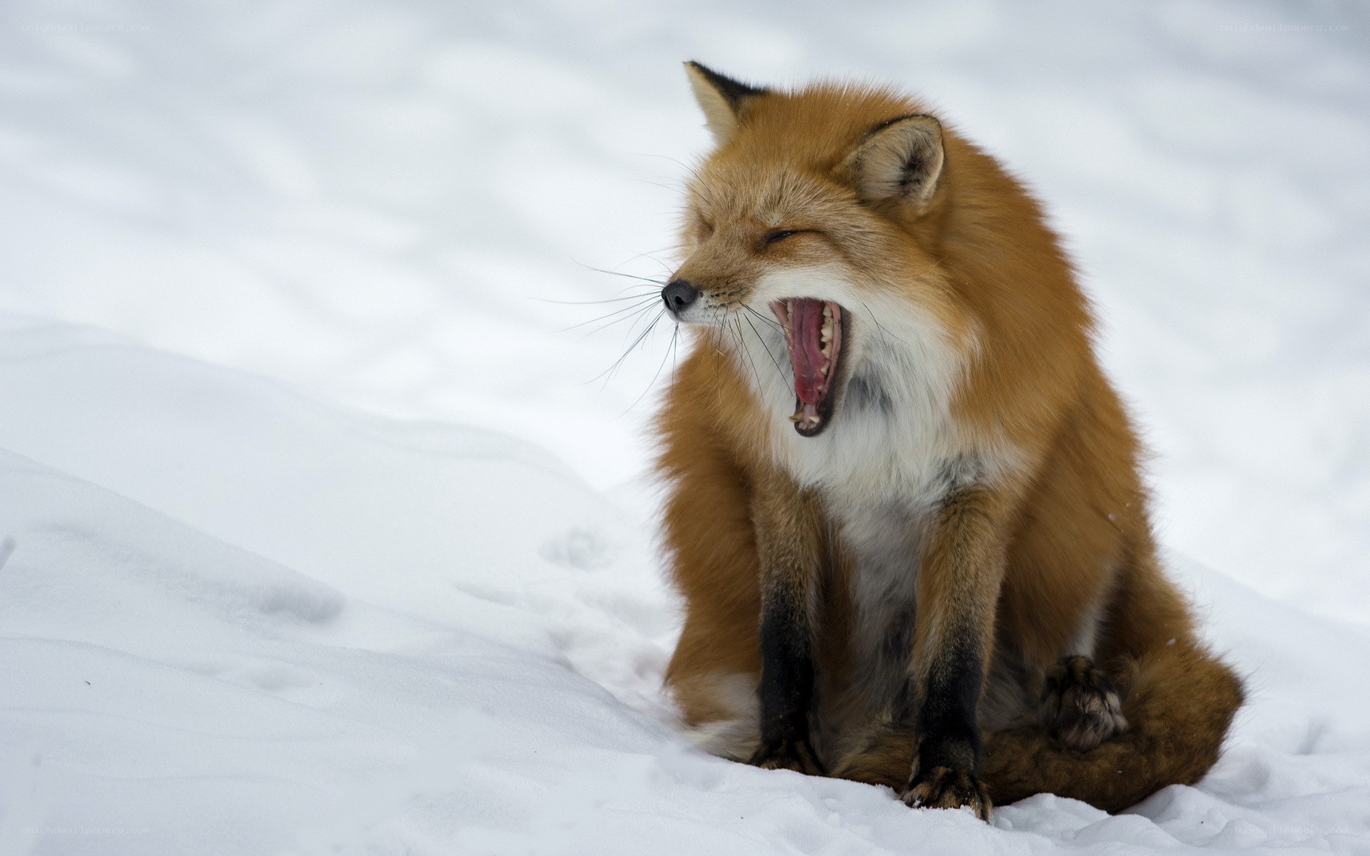 Fox yawning in the snow