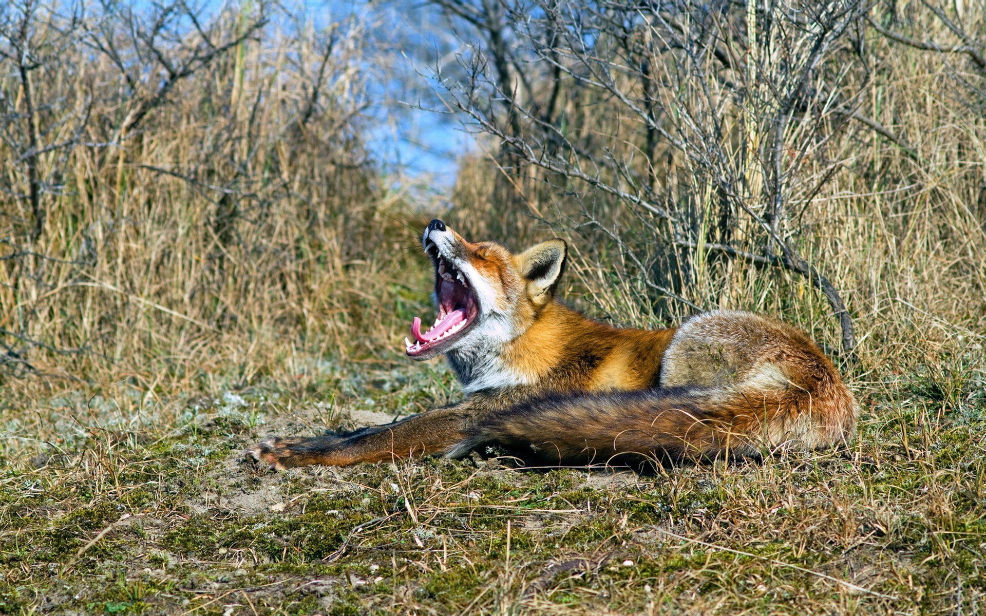 Fox yawning in the wild