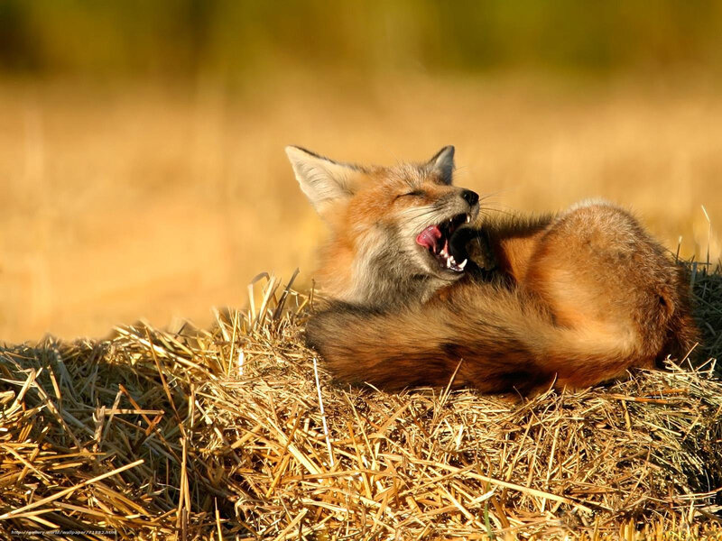 fox yawning on hay