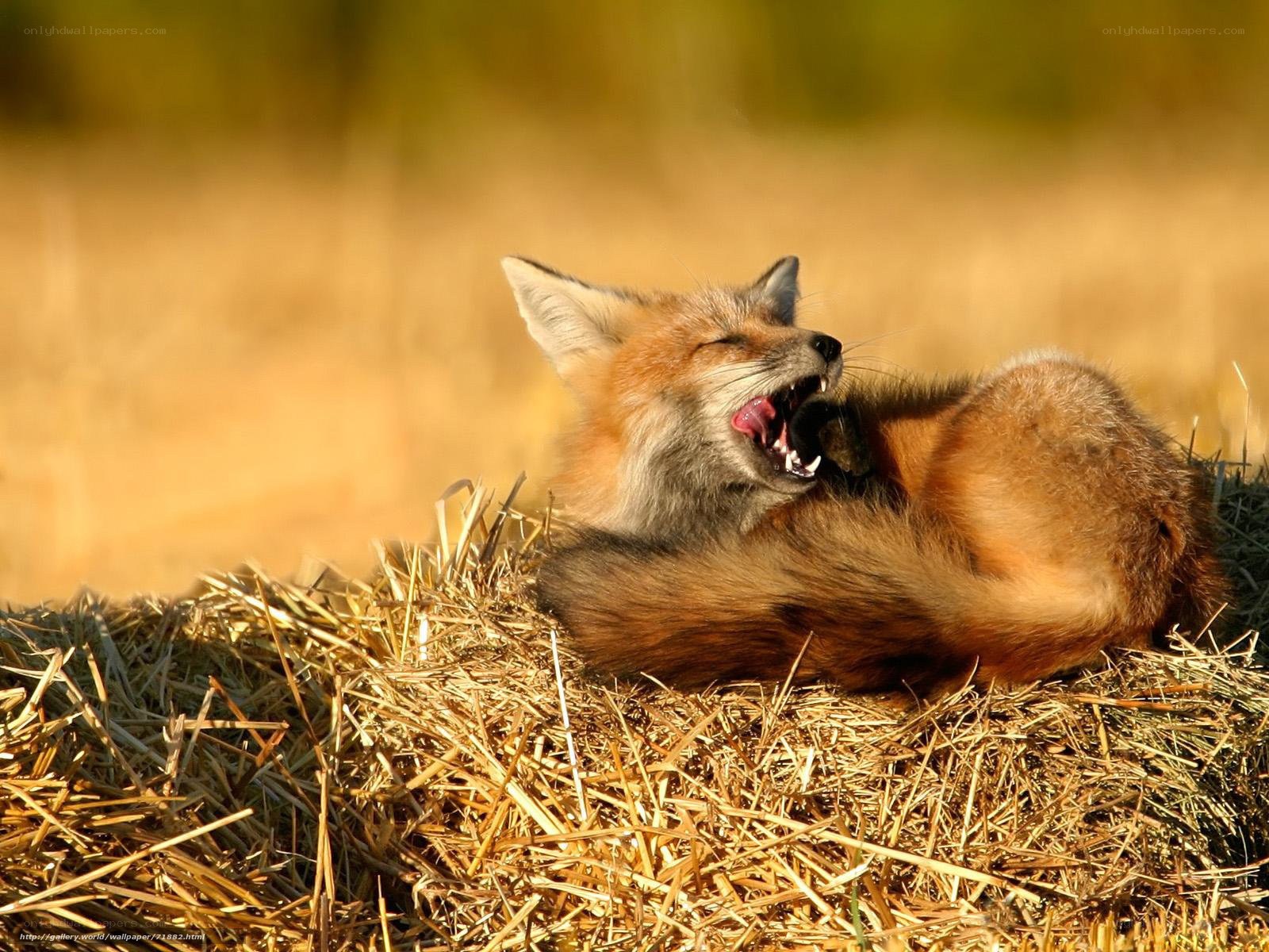 fox yawning on hay
