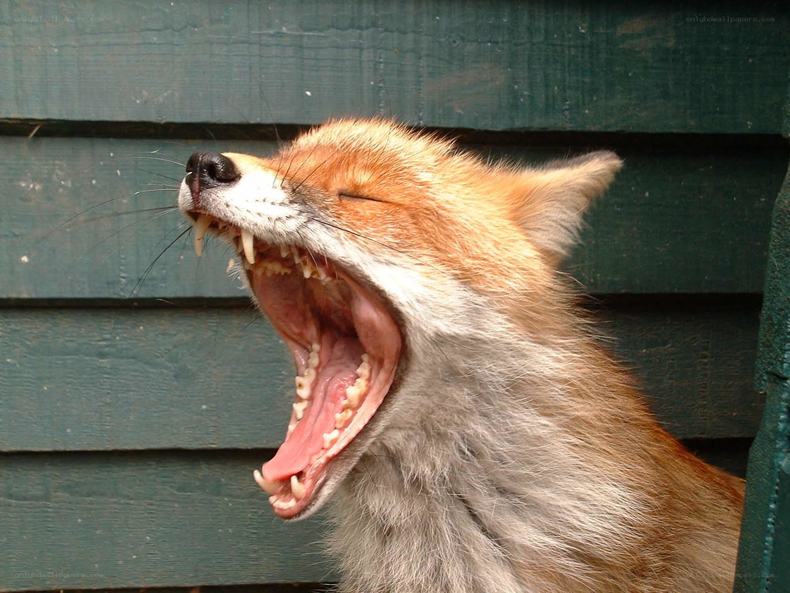 fox yawning widely