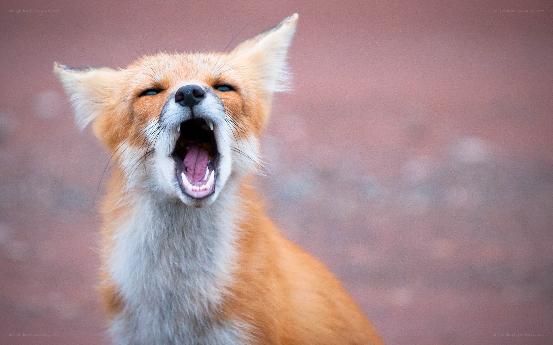 Fox yawning widely