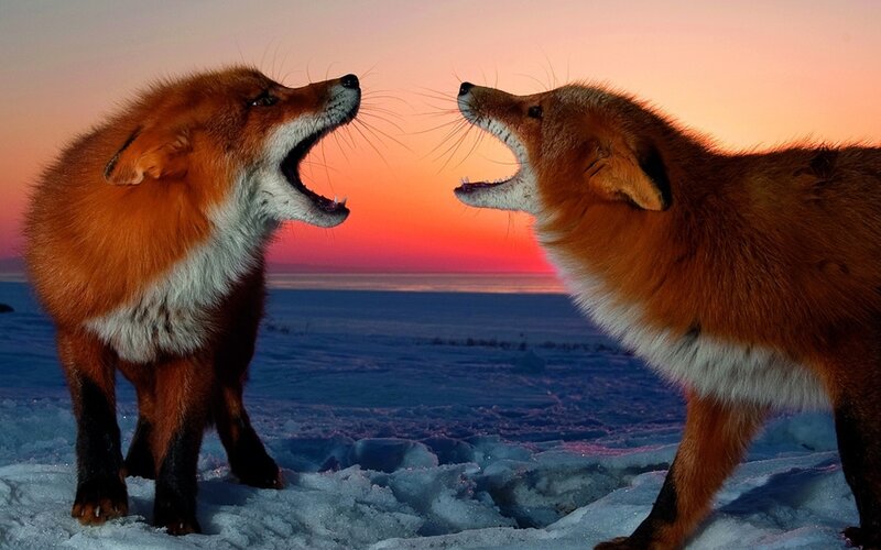 Foxes fighting in snow