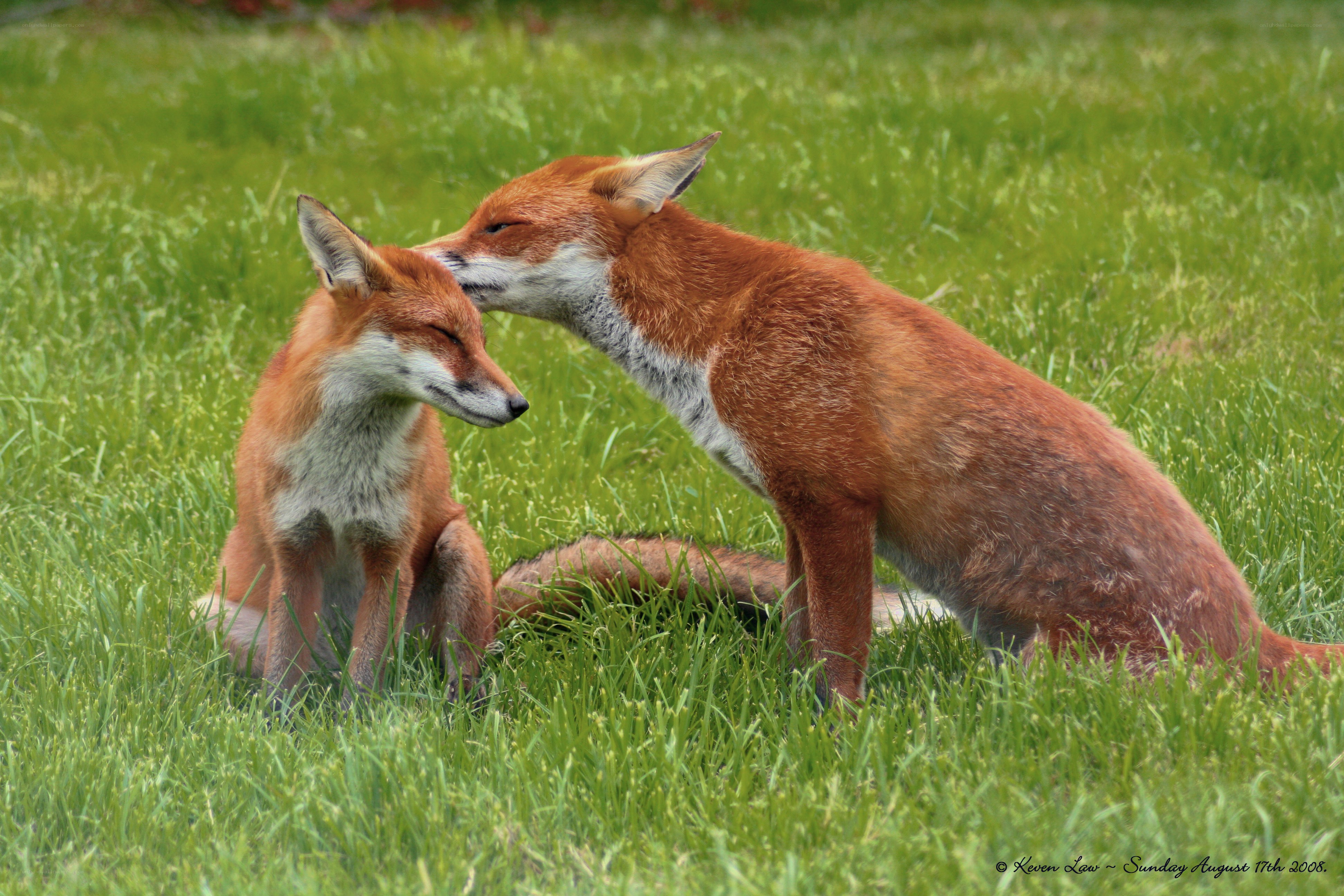 Foxes in a grassy field