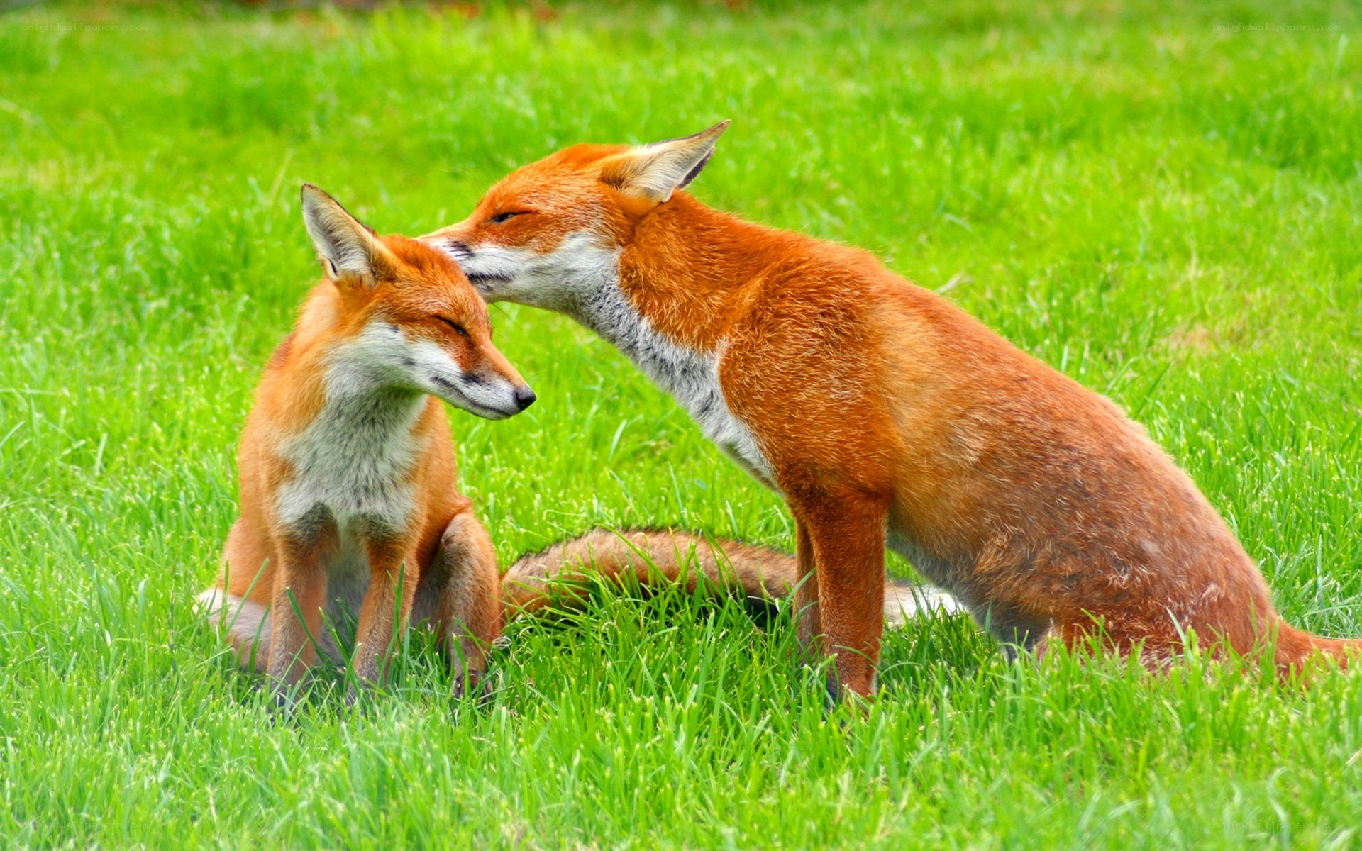 Foxes in a grassy field