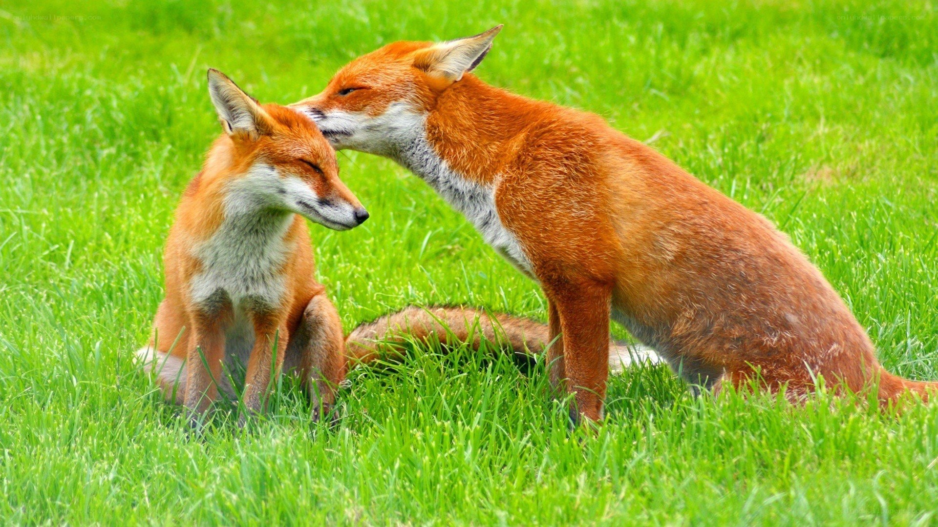 Foxes in a grassy field