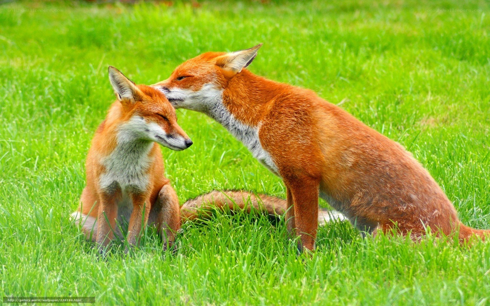 Foxes in a grassy field