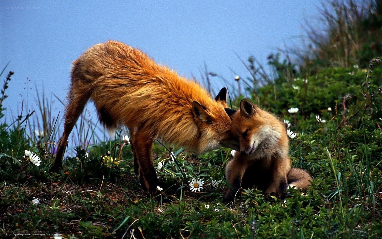 Foxes in a meadow
