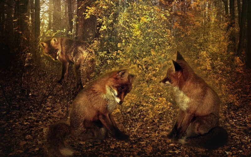 Foxes in autumn forest