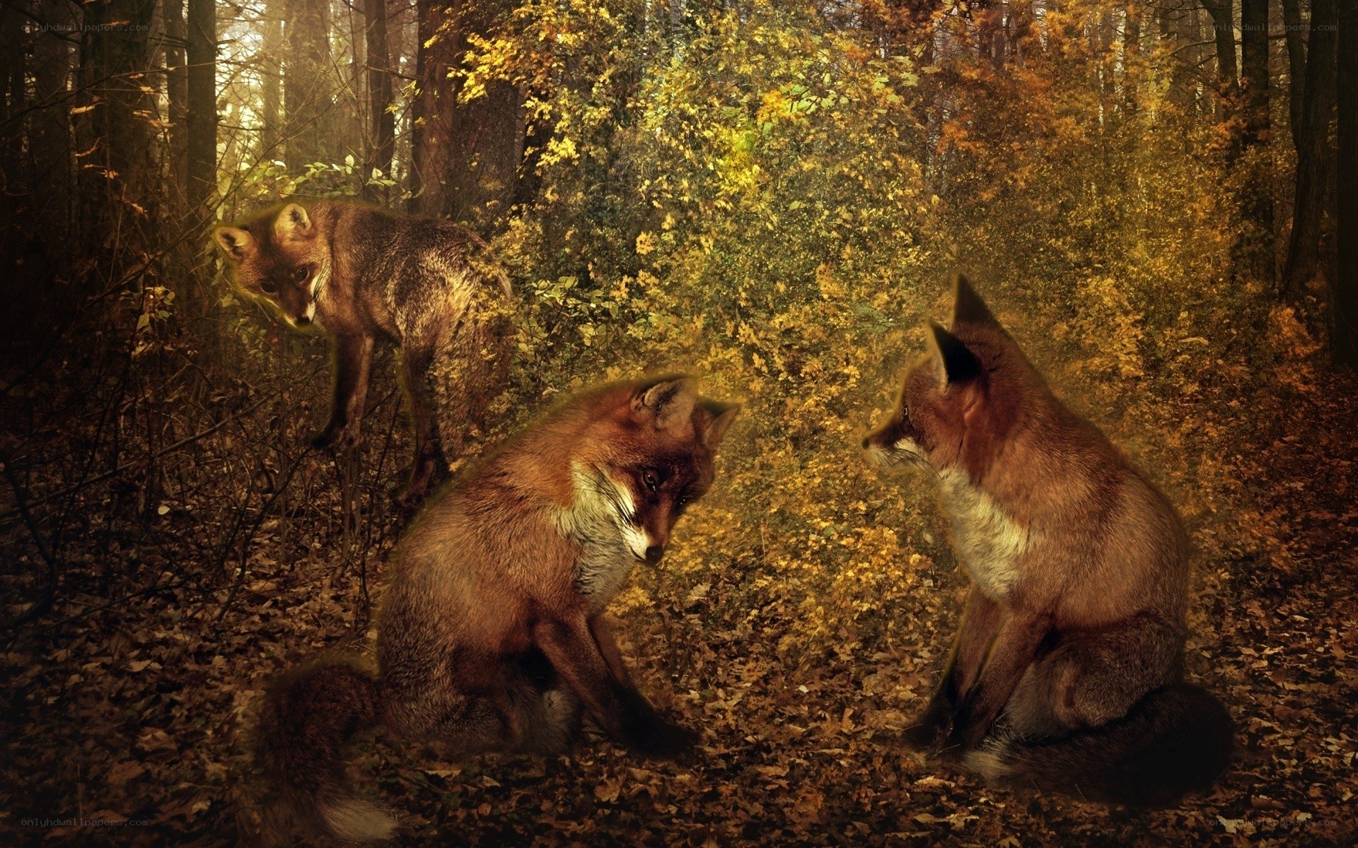 Foxes in autumn forest