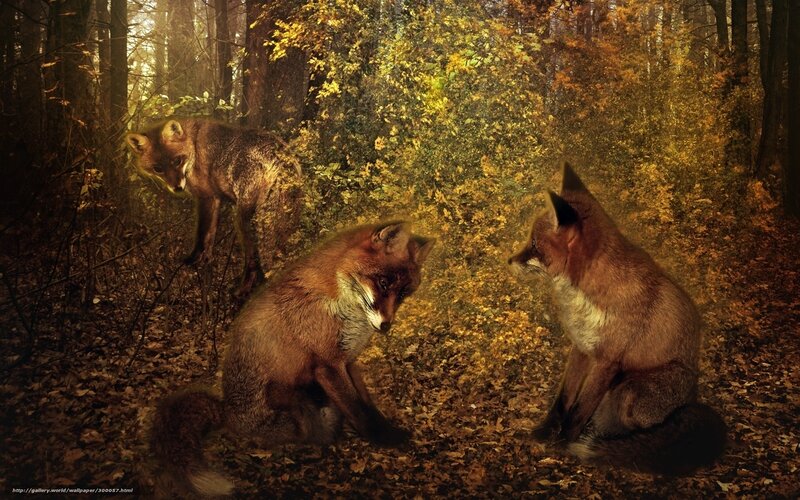 Foxes in autumn forest