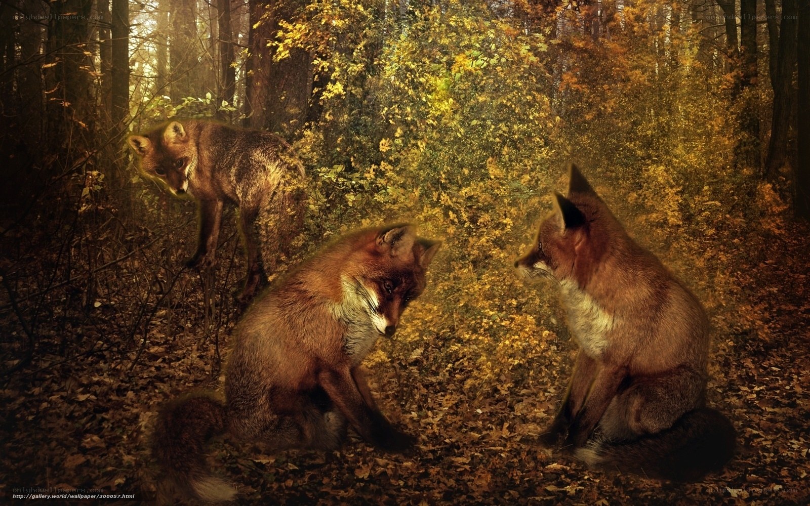 Foxes in autumn forest