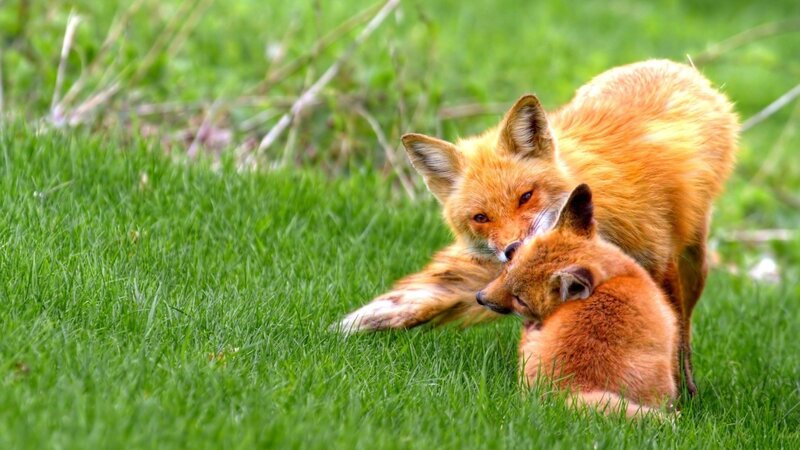Foxes in Grass
