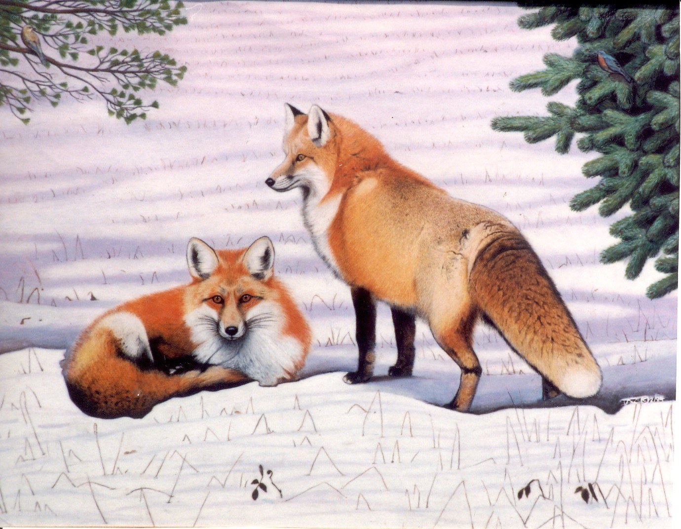 Foxes in the Snow