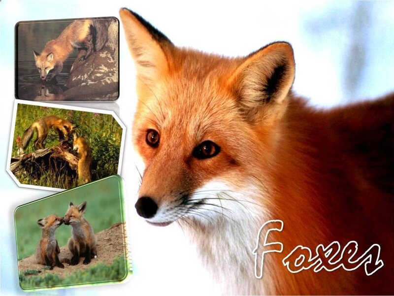 Foxes in the Wild