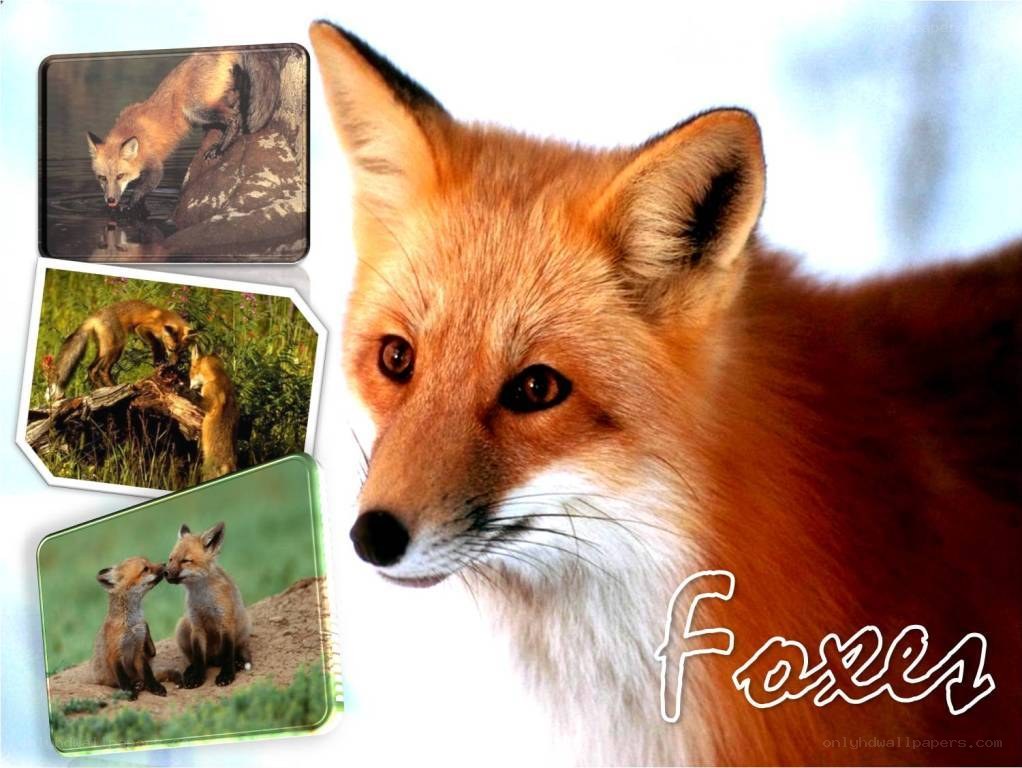 Foxes in the Wild