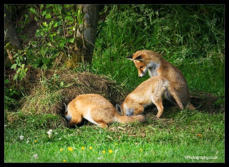 Foxes near a den