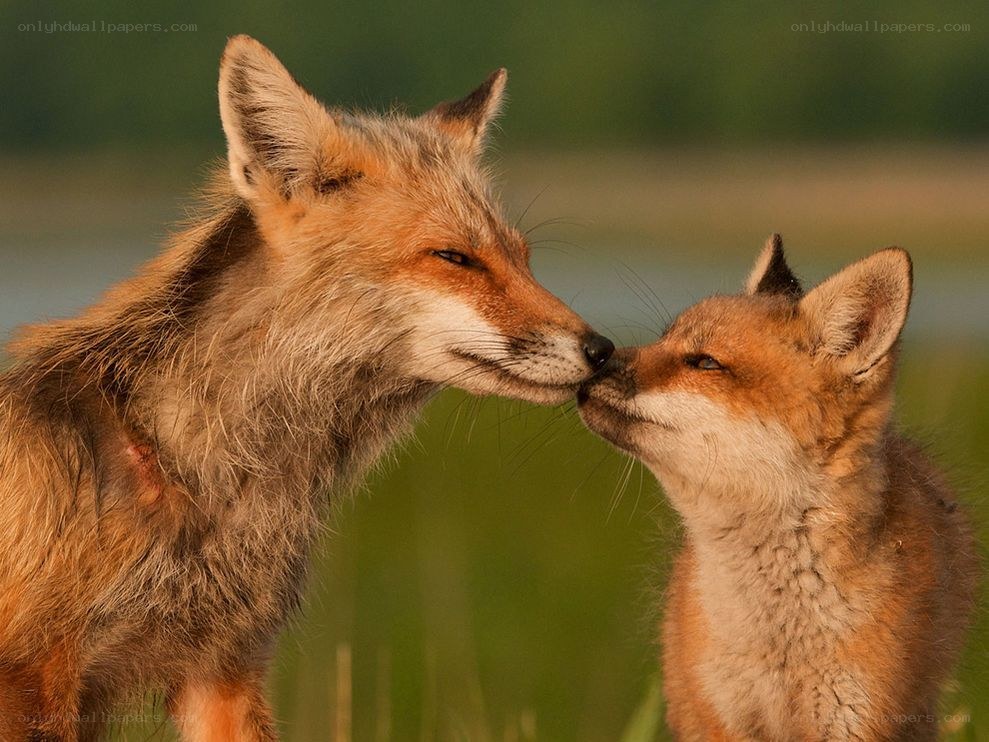 Foxes nuzzling affectionately