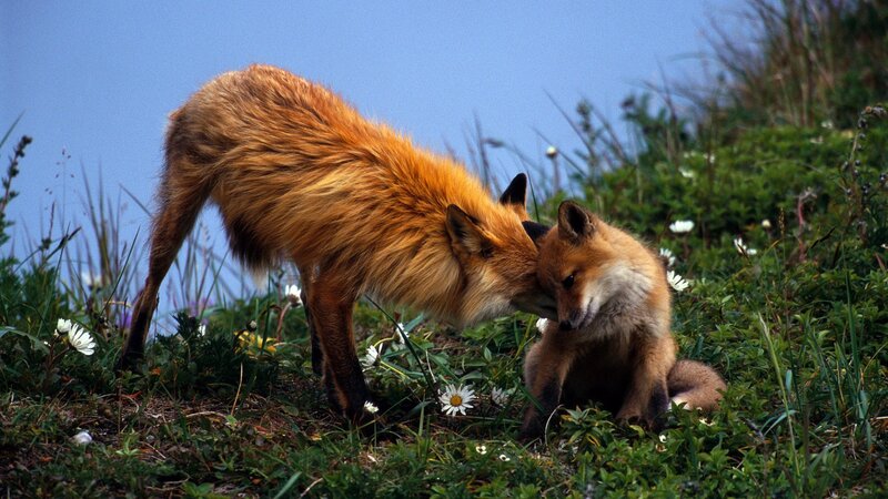 Foxes nuzzling in a field