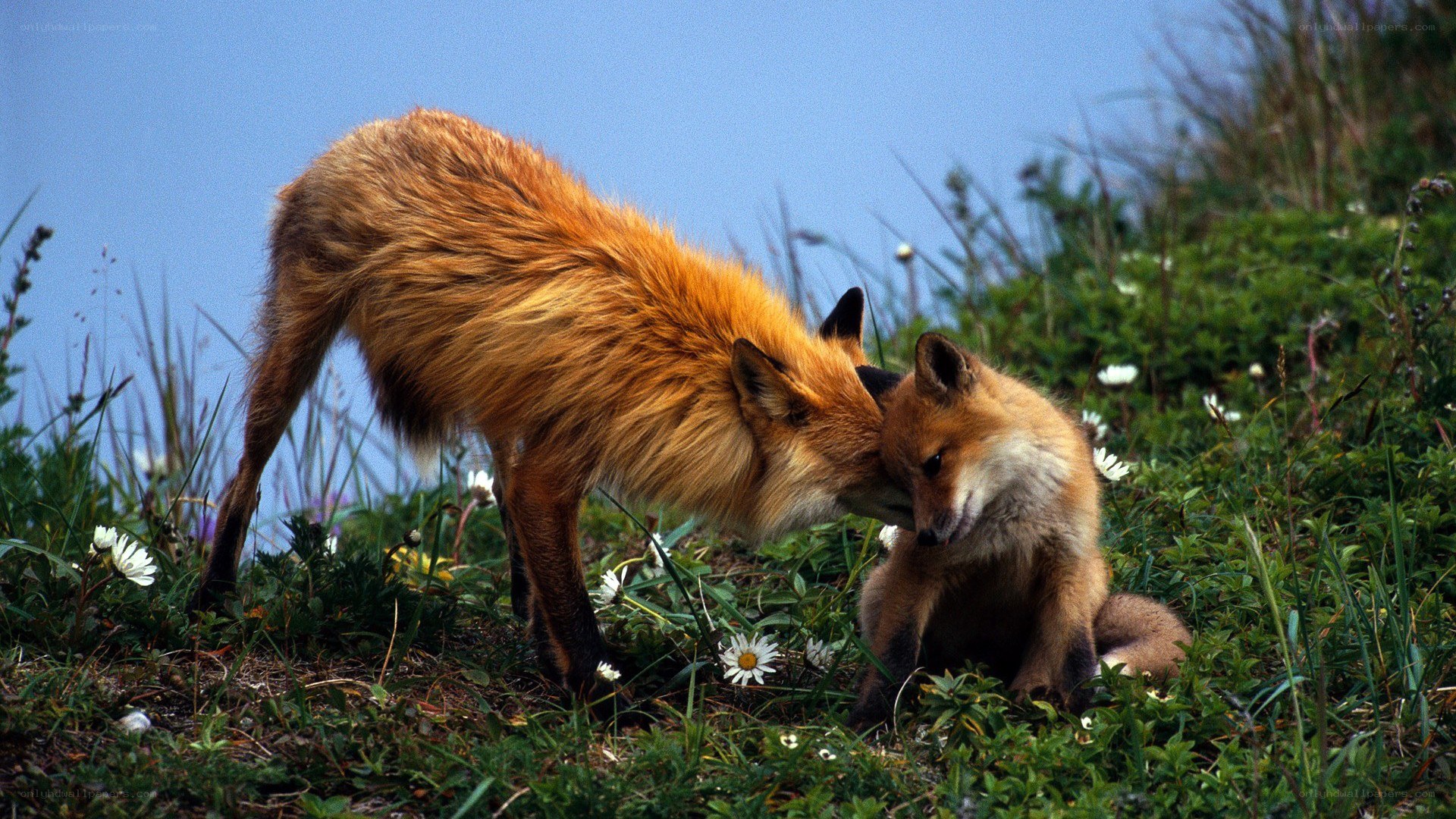 Foxes nuzzling in a meadow