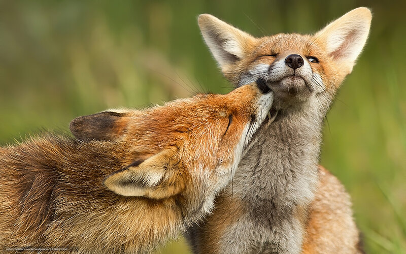 Foxes nuzzling in grass