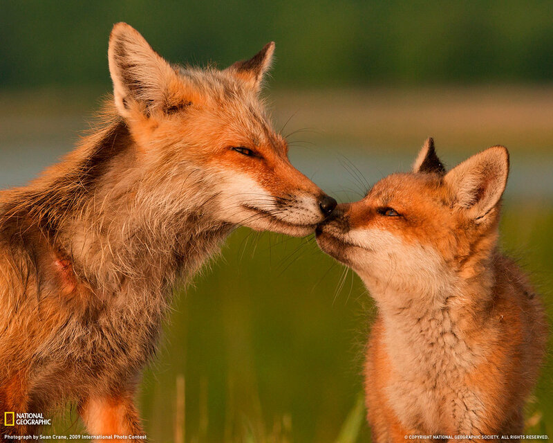 Foxes nuzzling in nature