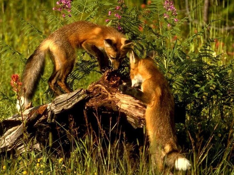 Foxes on a log in the wild