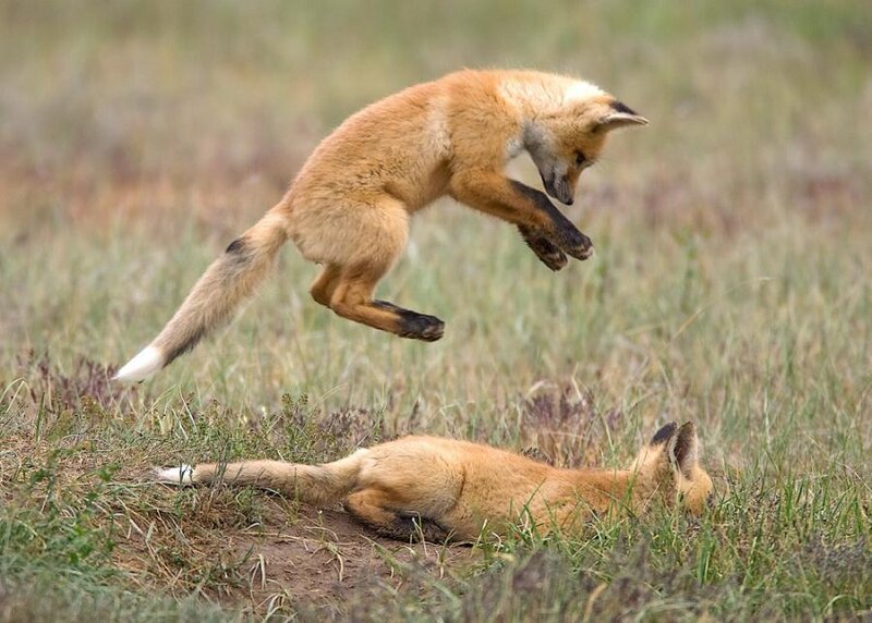 Foxes playing in a field