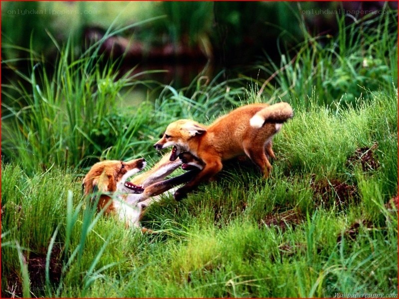 Foxes playing in grass