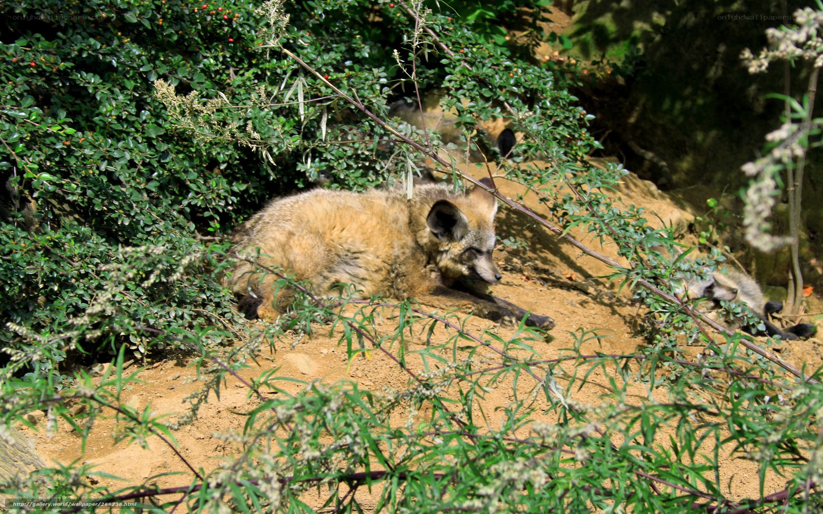 Foxes resting in the wild