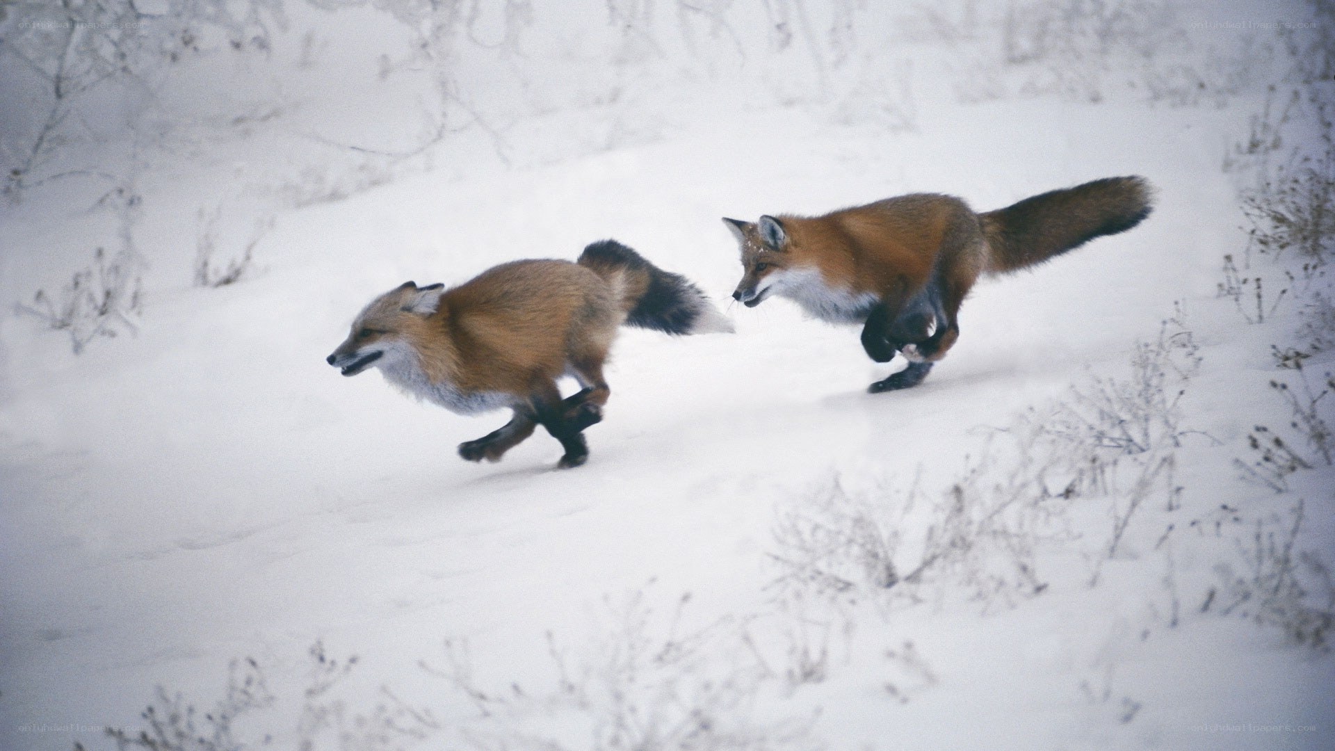 Foxes running in snow