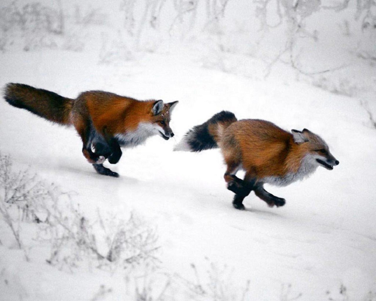 Foxes running in snow